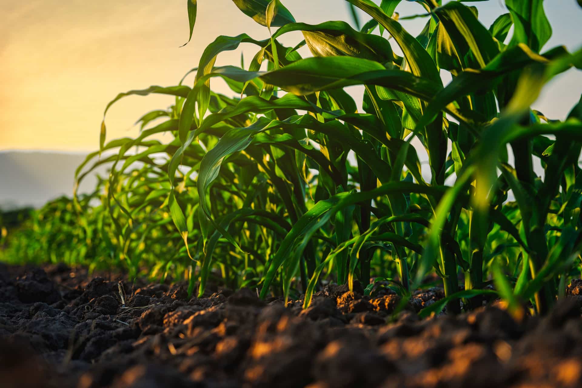 Crystal Valley Cooperative,Southern Minnesota agriculture cooperative,Crystal Valley agronomy,Grain marketing cooperative MN,Livestock feed services MN,Propane and fuel delivery Minnesota,Farmer-owned cooperative MN
