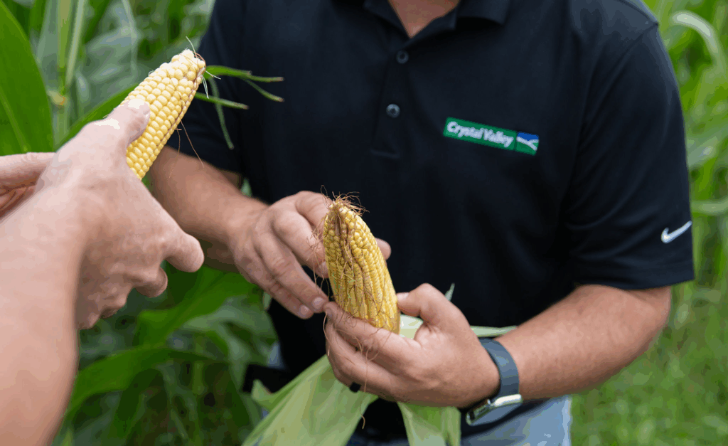 Crystal Valley - Agronomy - Agronomist checking a corn plant